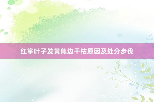 红掌叶子发黄焦边干枯原因及处分步伐